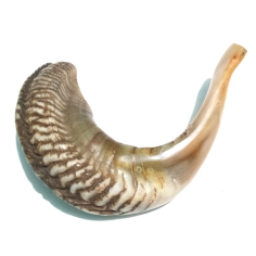 Wholesaler Ram Horn Shofar for Blowing Modern,religious Organic Material