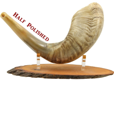 Wholesaler Ram's Horn Shofar Half Polished