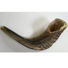 Wholesaler Rosh Hashanah Shofar for sale