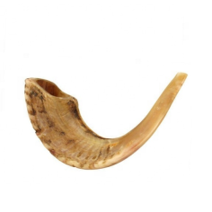 Wholesaler Shofar Ram's Horn NEW Made in India