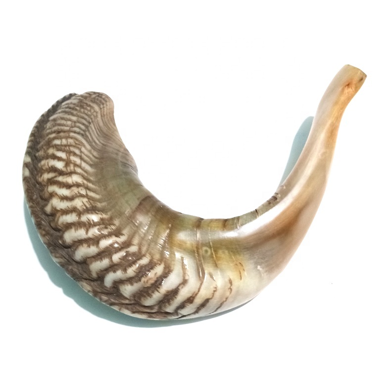 Wholesaler Natural Rams Horn Shofar 10 to 22 Polished finishing