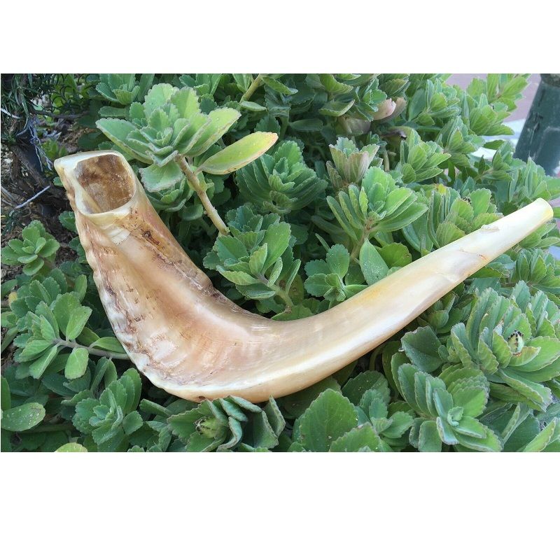 Wholesaler Ram Shofar Horn Natural 9 to 12 inches